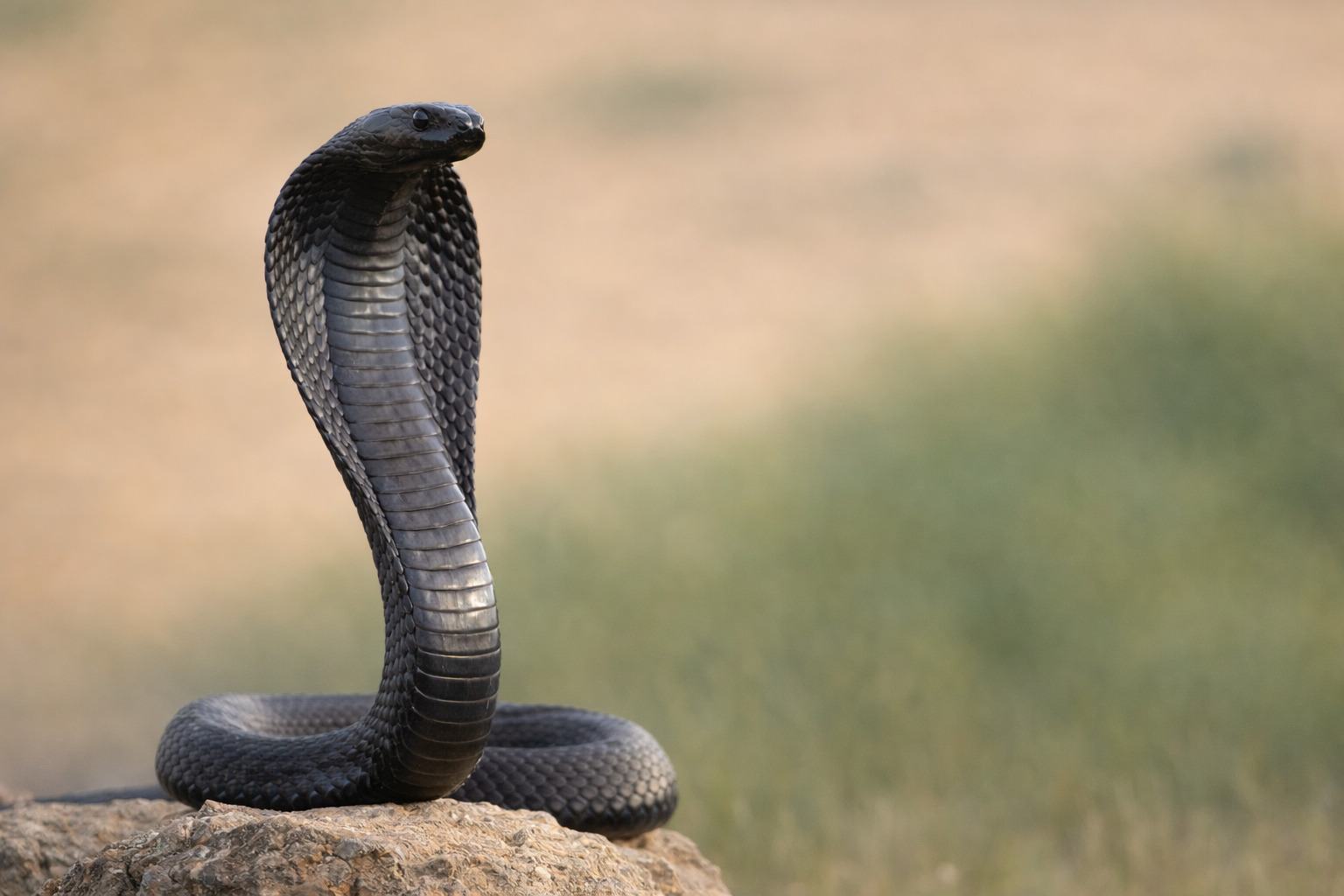 Black Cobra Rescue by Wildrush Team in Pakistan