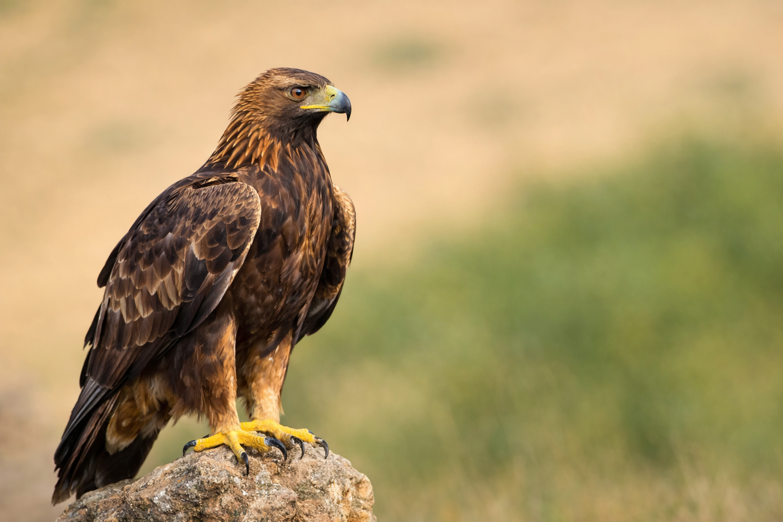 Golden Eagle rehabilitation and rescue in Pakistan